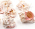 pink and white murex seashell